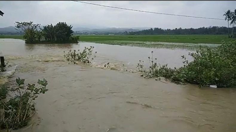 Banjir di Pidie Rendam Ribuan Rumah Warga dan Ratusan Hektare Sawah Tanaman Padi