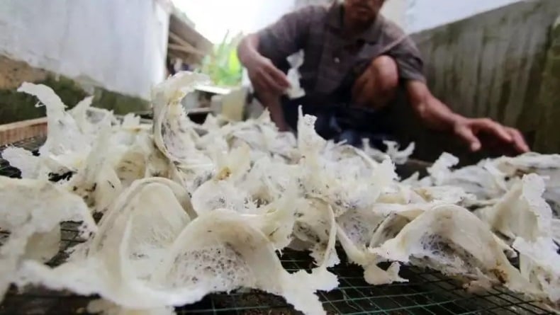 Sarang Burung Walet Banyak Dikirim ke China, Harga 1 Kg Tembus Rp25 Juta