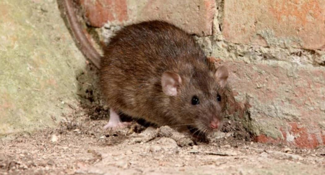 7 Cara Mudah Mengusir Tikus Tanpa Gunakan Bahan Kimia