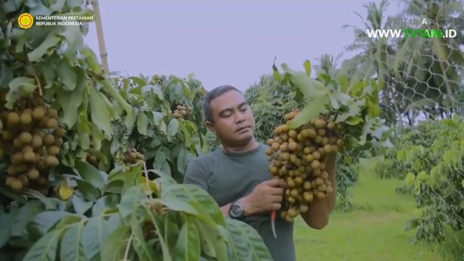 Kisah Petani Berkaki Satu, Mugiyanto Sukses Bangun Perkebunan Kelengkeng