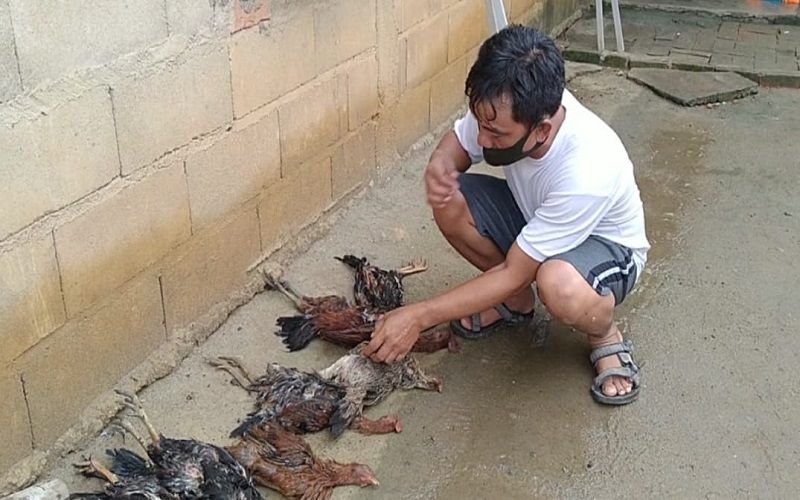 Ratusan Ayam Mati dengan Wajah Membiru, Warga Prabumulih Resah