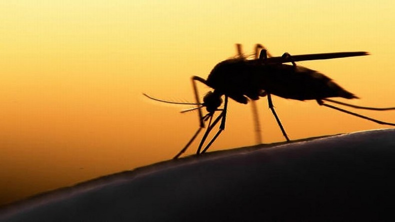  Puluhan Warga Pleret Bantul Terserang Chikungunya