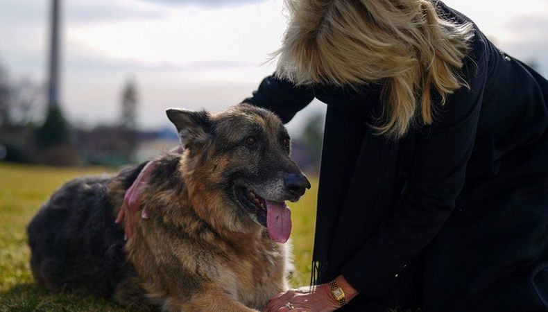 Gigit Staf Gedung Putih, Anjing Joe Biden Batal Dikirim Pulang