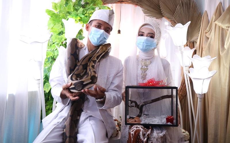 Pria di Bogor Nikahi Kekasih dengan Maskawin Ular Piton, Ada Apa?