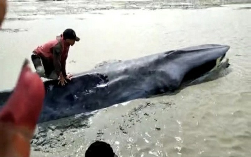 Seekor Paus Terluka Terdampar di Sungai Kong OKI Sumsel