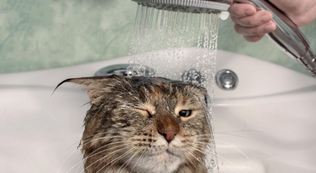Tahapan Cara Memandikan Kucing yang Benar di Rumah 
