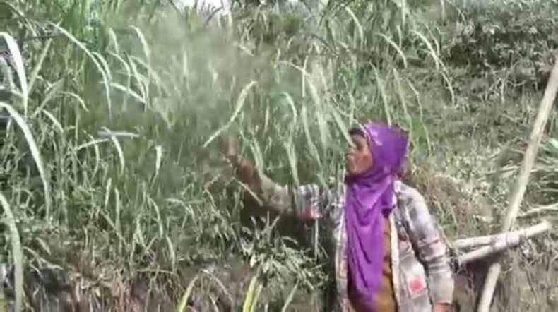 Warga Sangup Boyolali Sibuk Bersihkan Sisa Abu Vulkanis Merapi 
