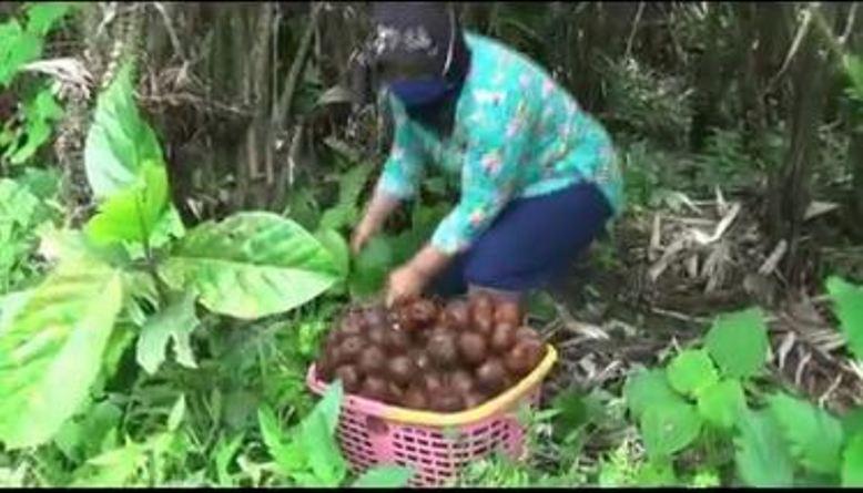 Aktivitas Merapi Meningkat, Warga Kaliurang Magelang Mulai Cemas 