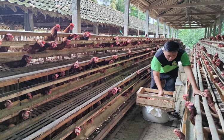 Salurkan Ayam KUB, Menko Airlangga: Bisa Hasilkan 180 Telur per Tahun