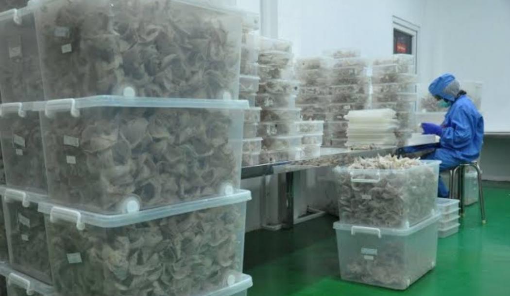 Sarang Burung Walet Lebih Berharga dari Emas Jadi Perhatian China 