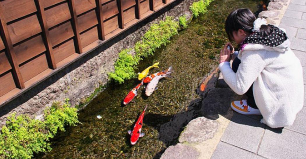  7 Jenis Ikan Koi Paling Populer, Lengkap dengan Kisaran Harganya