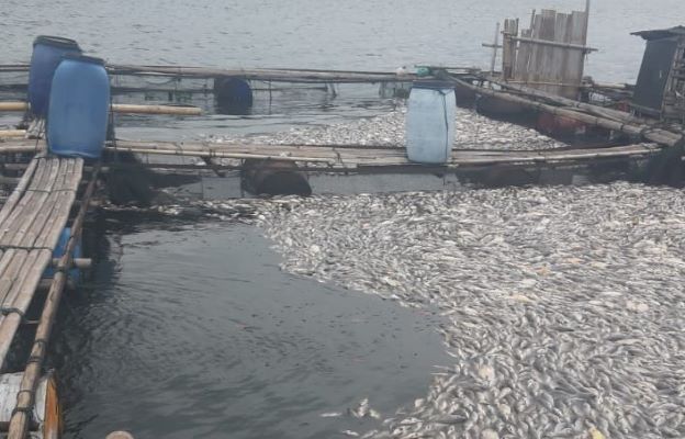 Ribuan Ton Ikan Mati Massal di Waduk Jatiluhur Purwakarta, Petani KJA Rugi Miliaran Rupiah