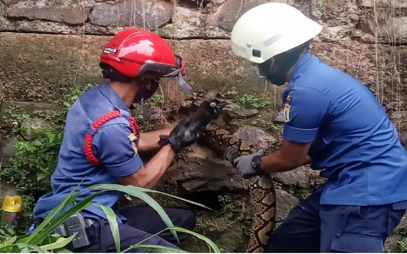 Ular Sanca 4 Meter Gegerkan Jagakarsa, Sembunyi di Saluran Air