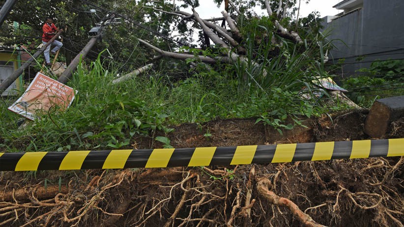 Pohon Tumbang di Padang Timpa Pekerja Kebun hingga Tewas 