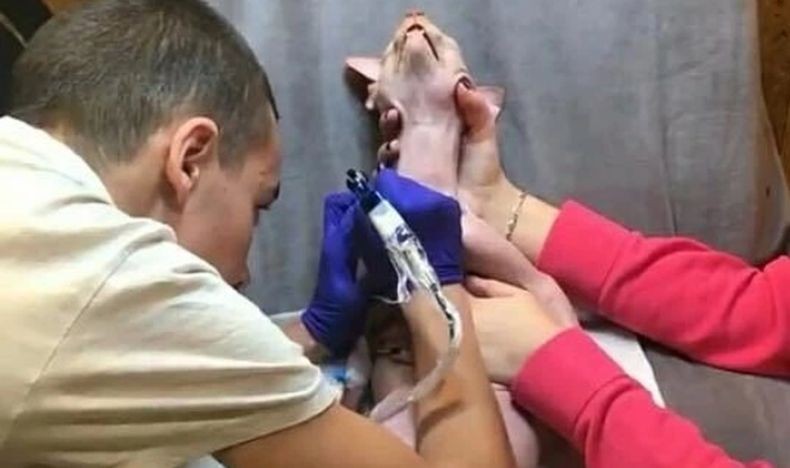 Influencer Cantik Dikecam Netizen karena Tato Kucing Peliharaan