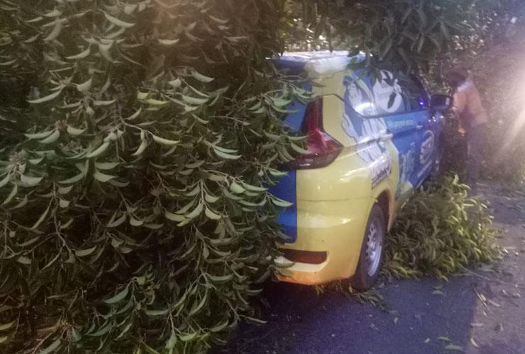 Hujan Deras Disertai Angin Kencang Landa DIY, Akibatkan 84 Pohon Tumbang dan 2 Atap Rumah Rusak