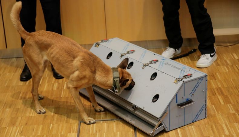 Anjing Bisa Deteksi Orang Terpapar Virus Corona dengan Akurasi 94 Persen