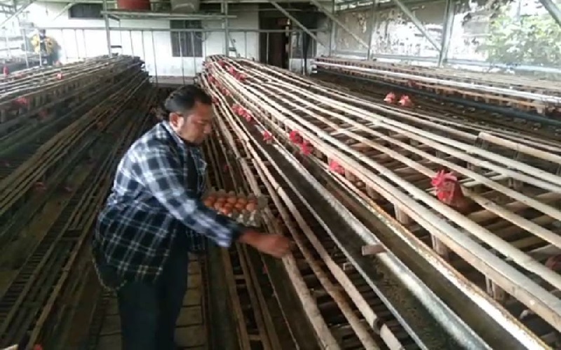 Kalah Bersaing Harga, Peternak Ayam Petelur di Garut Menjerit