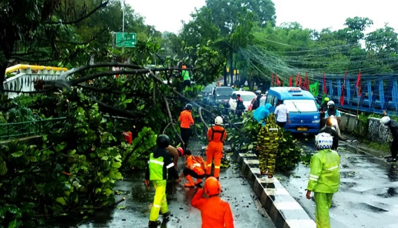 Bogor Dilanda Hujan Disertai Angin, 3 Pohon Besar Tumbang
