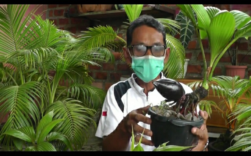Kisah Kakek Junaidi, Raih Untung dari Hobi Mengerdilkan Pohon Kelapa 