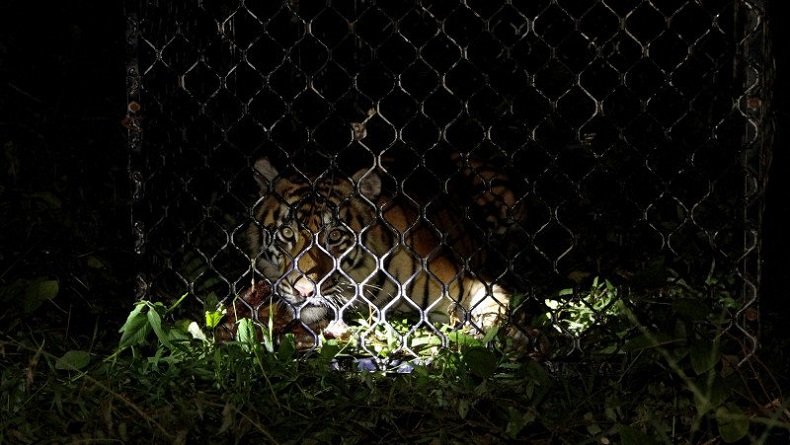 Kebun Binatang Ini Suntik Hewan dengan Vaksin Covid, termasuk Harimau Sumatra