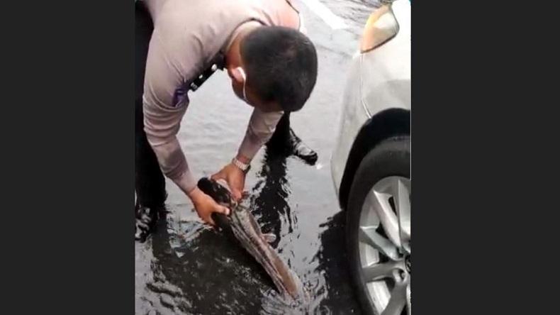 Banjir Semarang, Polisi Ini Kaget Temukan Lele Jumbo di Jalan
