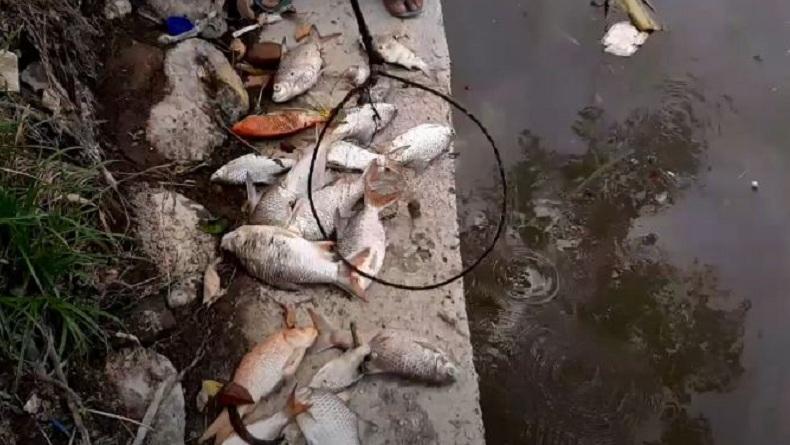 Puluhan Ikan Ditemukan Mati di Sungai Deli, Diduga akibat Limbah Pabrik