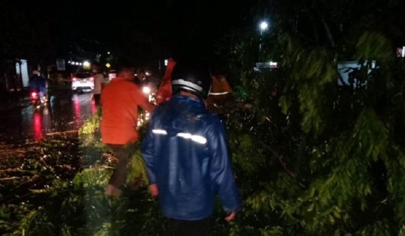 Pohon di Jalan Raya Denpasar-Gilimanuk Tumbang Diterjang Angin Kencang