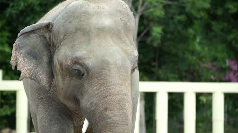 Gajah Paling Kesepian Ini Hidup Sendirian 20 Tahun, Muncul Petisi Minta Dipindahkan