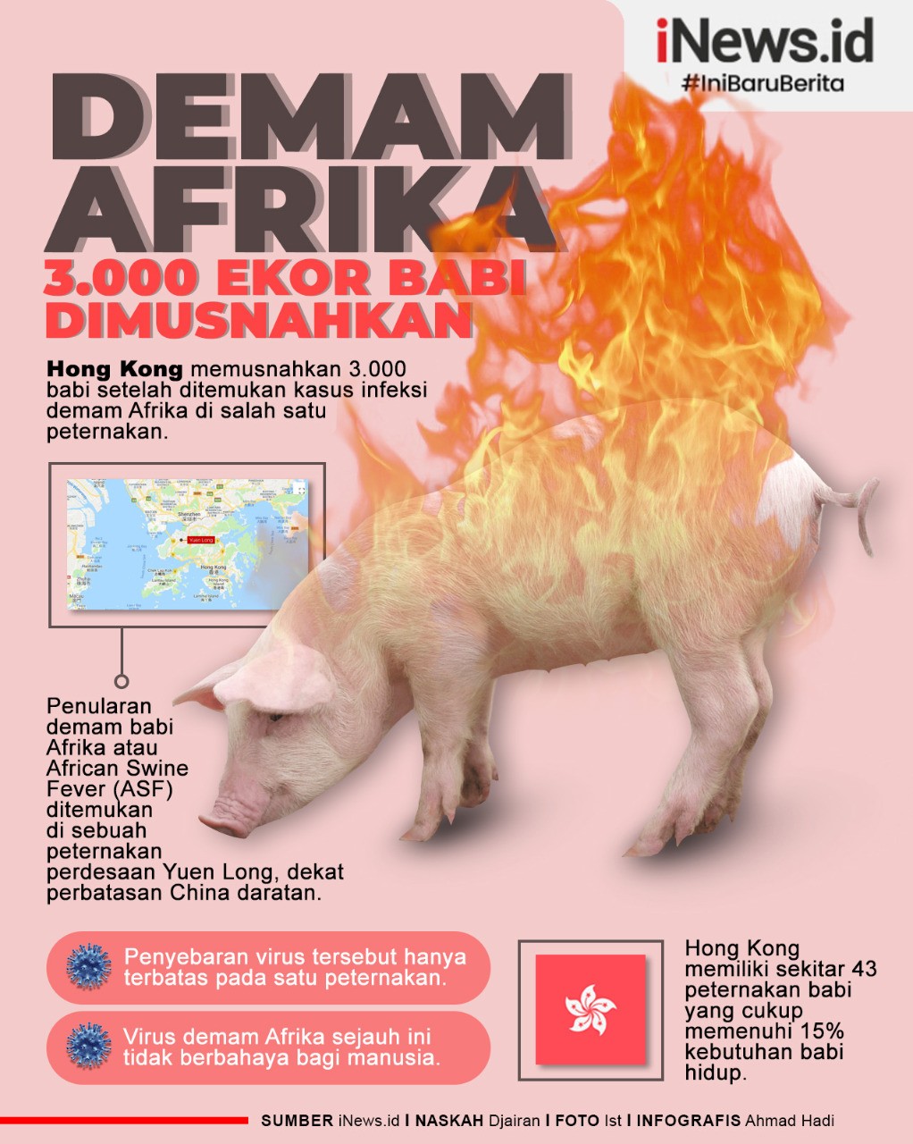 3.000 Babi Dimusnahkan gara-gara Demam Afrika