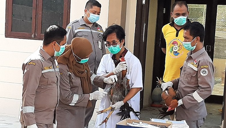 Puluhan Ekor Ayam Selundupan Dimusnahkan di Banda Aceh, Positif Flu Burung  