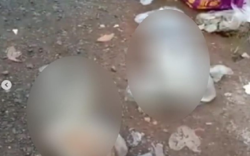 Kesal Lihat Kucing Dibunuh, 2 Pria di Serpong Adu Mulut