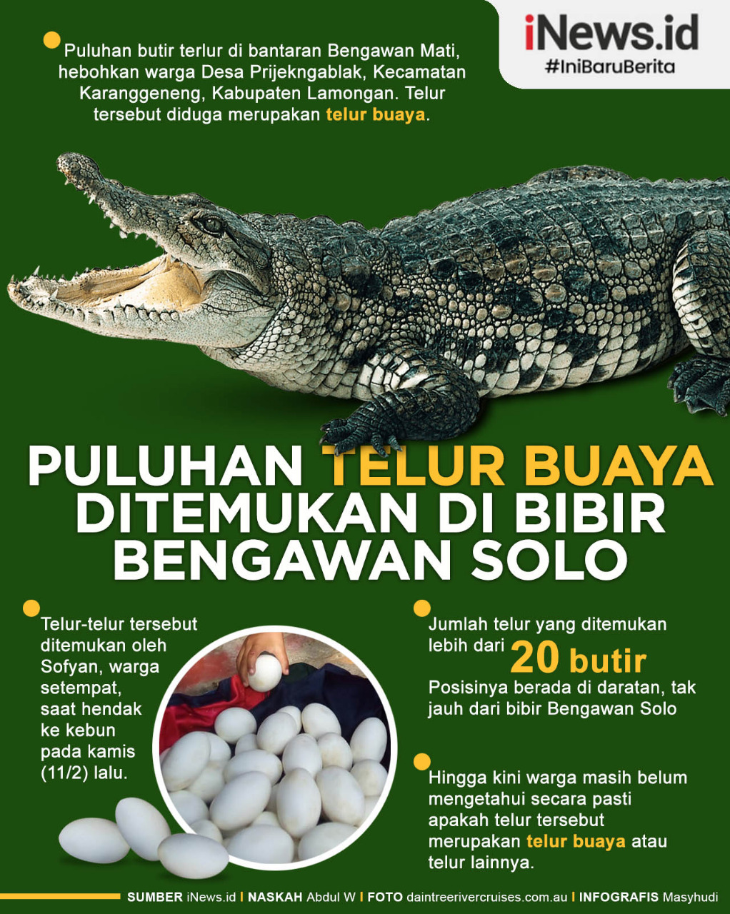 Infografis Warga Lamongan Temukan Telur Buaya di Bibir Bengawan Solo 