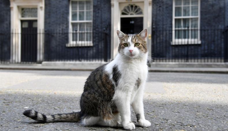 Kisah Kucing Penghuni Kantor PM Inggris 'Larry', Diadopsi karena Pintar Buru Tikus