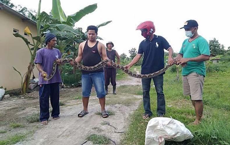 Warga Lasem Rembang Dihantui Ketakutan, Serbuan Ular Piton Makin Mengganas