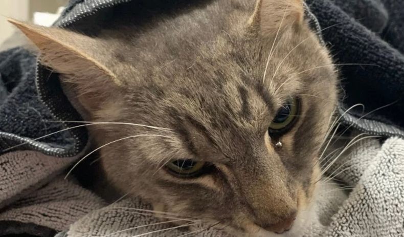 Heroik, Kucing Ini Korbankan Nyawanya demi Selamatkan Anak Majikan dari Serangan Ular