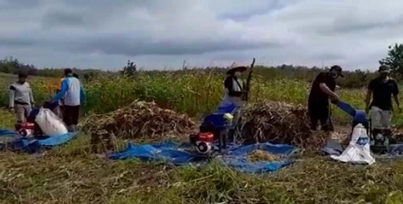 Jelang Musim Kemarau, Pemkab Rembang Antisipasi  Fenomena Sapi Makan Sapi