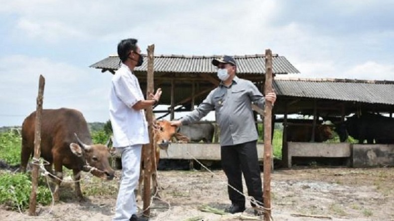 Gubernur Babel Salurkan Bantuan Sapi Program KUR Tahap II untuk Petani di Bangka Tengah 