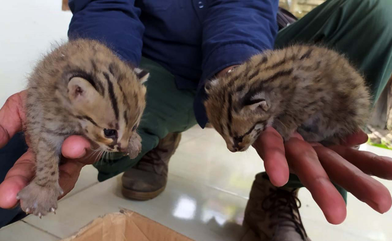 Heboh, Warga Lamongan Temukan 2 Ekor Anak Kucing Hutan di Ladang