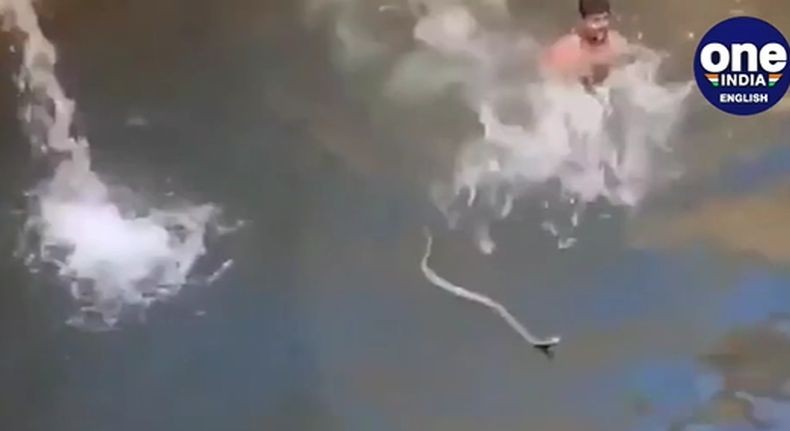 Viral, Pria Ini Nekat Terjun ke Kolam demi Selamatkan Ular Kobra lalu Dilepas di Hutan