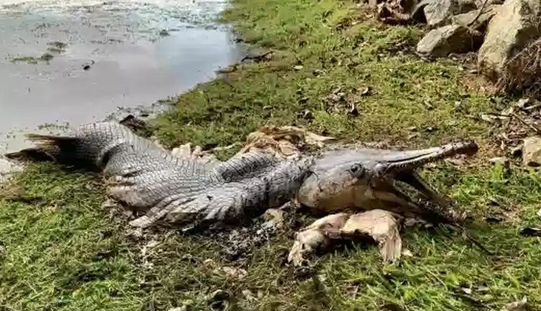 Heboh Ikan Mirip Buaya Terdampar di Waduk Singapura