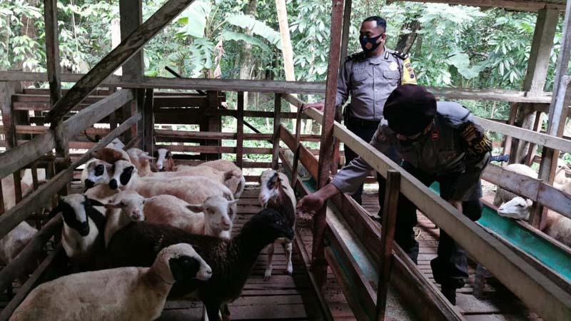 Jelang Pensiun, Puluhan Personel Polres Pemalang Dibekali Cara Beternak Kambing