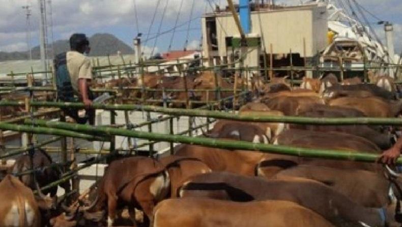 Ongkos Angkut Sapi ke Atas Kapal dari MBD ke Timika Mahal dan Beratkan Peternak 