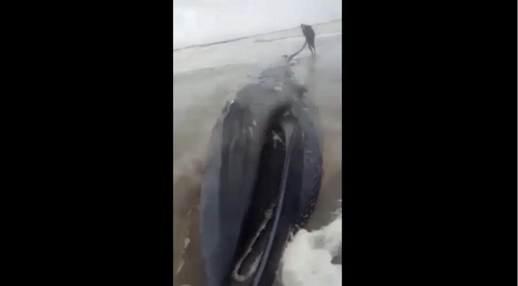 Bangkai Paus Sirip Terdampar di Pantai Mesir, Panjang 13 Meter