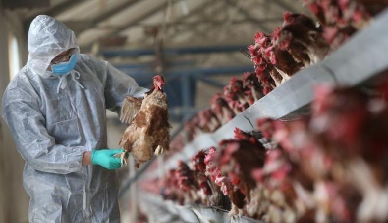 Rusia Konfirmasi Kasus Penularan Pertama Flu Burung H5N8 dari Unggas ke Manusia