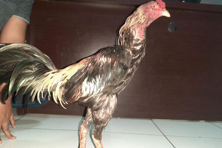Tepergok Emak-Emak, Pencuri Ayam Jago di Jambi Nyaris Tewas Dipukuli Warga