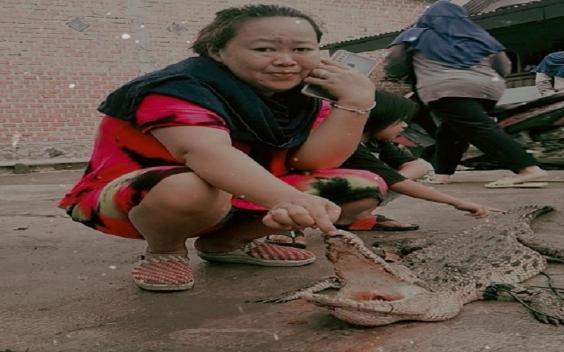 Buaya Milik Anggota Dewan Lepas, Teror Warga dan Mangsa Ternak 