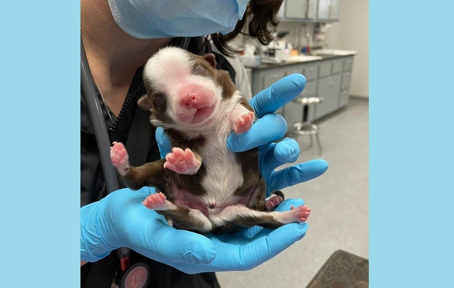 Ajaib, Anak Anjing Baru Lahir Ini Punya 6 Kaki dan 2 Ekor