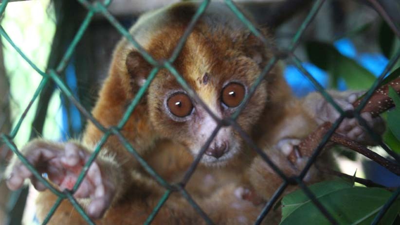 Jual 3 Kukang, Pria di Agam Ditangkap Tim Gabungan