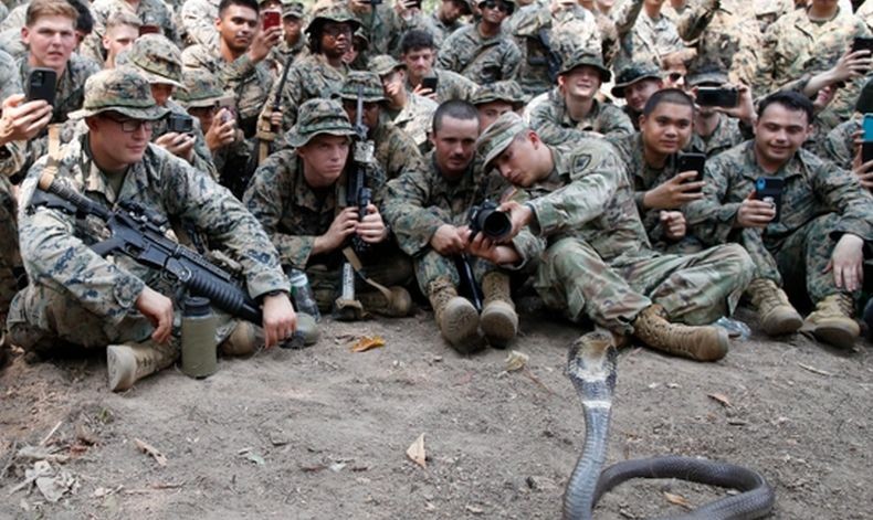 Aksi Tentara Minum Darah Kobra dalam Latihan Perang di Thailand Dikecam Aktivis Satwa